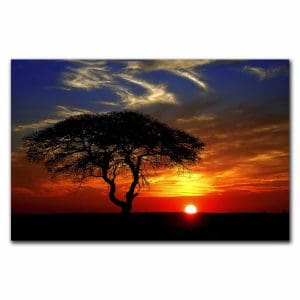 Πίνακας Ζωγραφικής Ηλιοβασίλεα στην Αφρική - Decotek 220522-216125