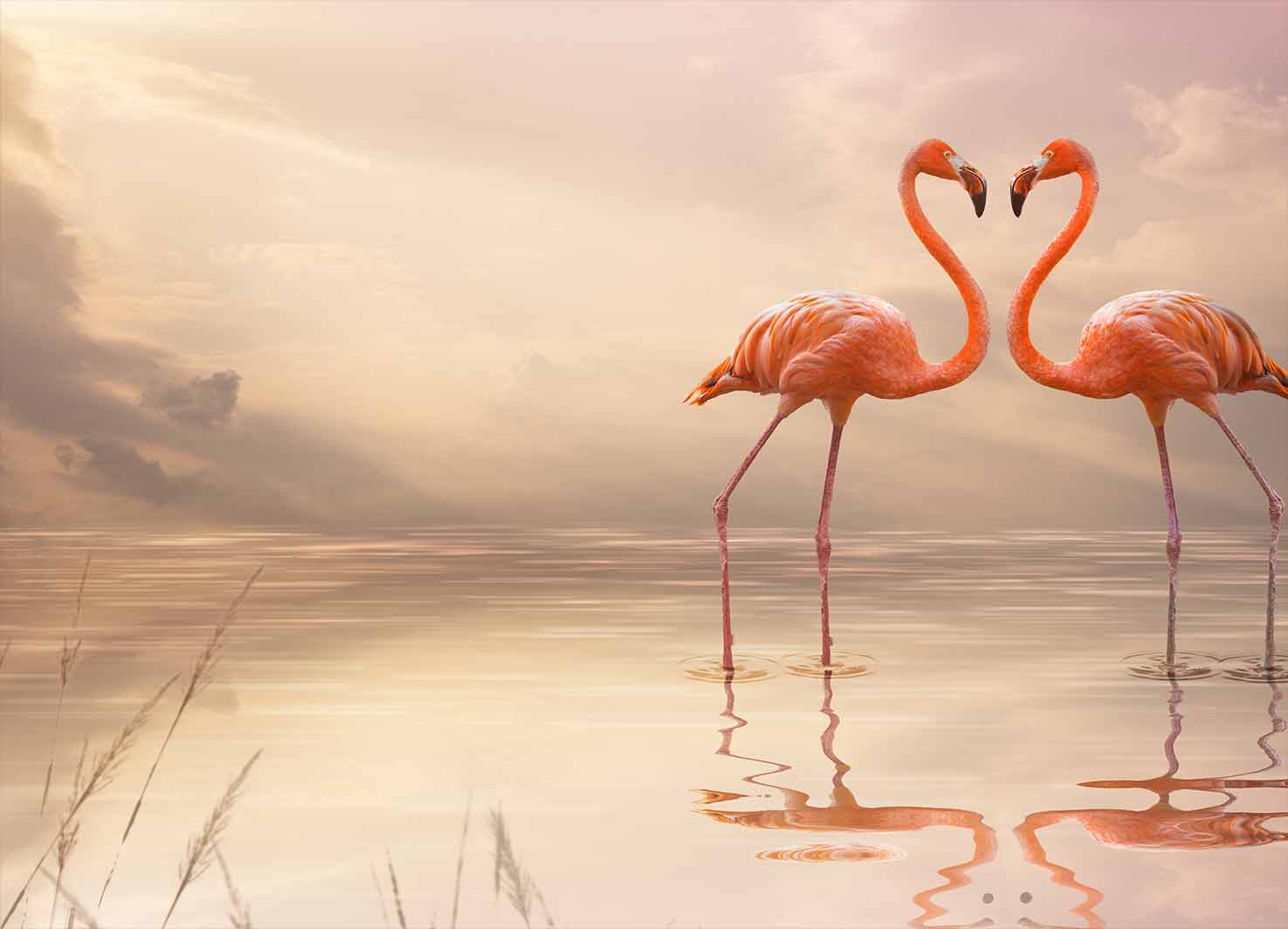 Φωτοταπετσαρία  Flamingo's Love - Decotek 60353