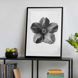 Πόστερ - Αφίσα Ασπρόμαυρο Άνθος - Decotek 33837